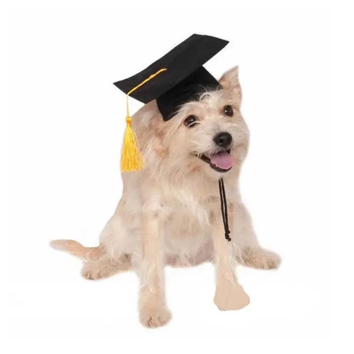 Chapeau de remise de diplôme, accessoire pour animaux de compagnie, casquette de remise de diplôme r