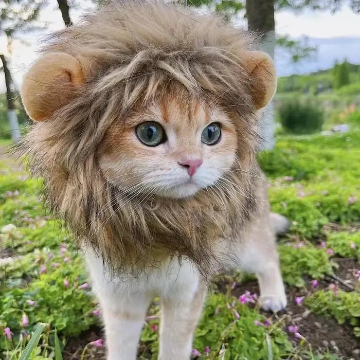 Nouveau mignon drôle animaux vêtements casquette