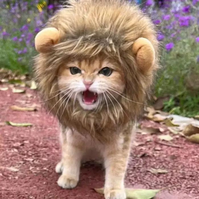 Nouveau mignon drôle animaux vêtements casquette