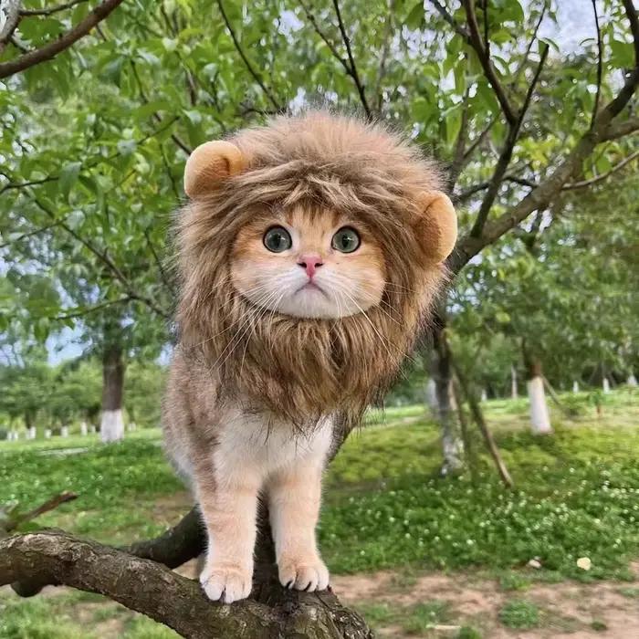 Nouveau mignon drôle animaux vêtements casquette