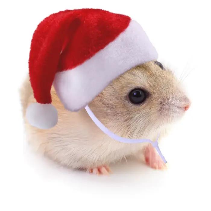 Chapeau de Hamster, chapeau de noël pour Rat taupe