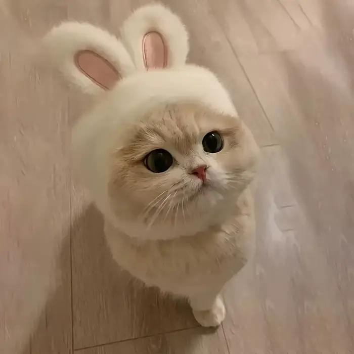 Chapeau de chat oreilles de lapin