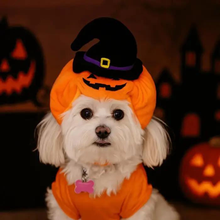 Cadeau citrouille animal de compagnie Halloween chapeau doux confortable chiens