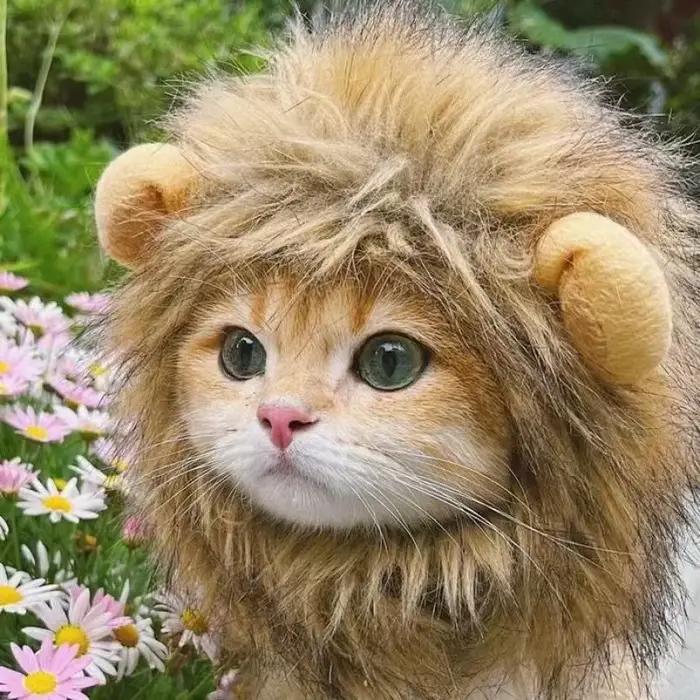 Nouveau mignon drôle animaux vêtements casquette