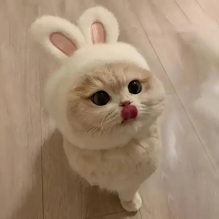 Chapeau de chat oreilles de lapin