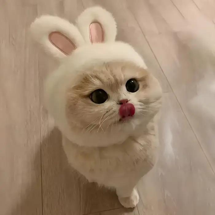 Chapeau de chat oreilles de lapin