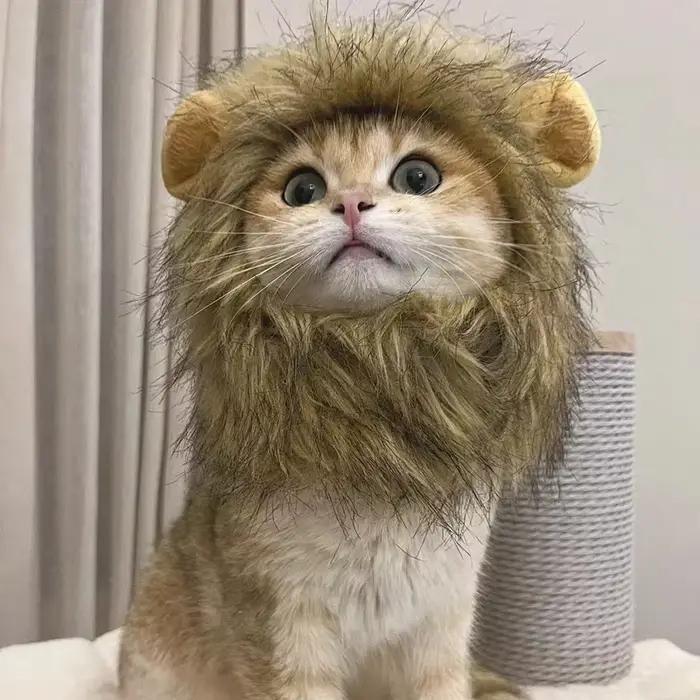 Nouveau mignon drôle animaux vêtements casquette