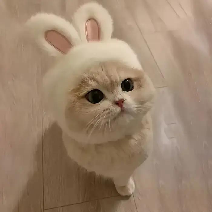 Chapeau de chat oreilles de lapin