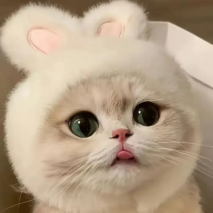 Chapeau de chat oreilles de lapin