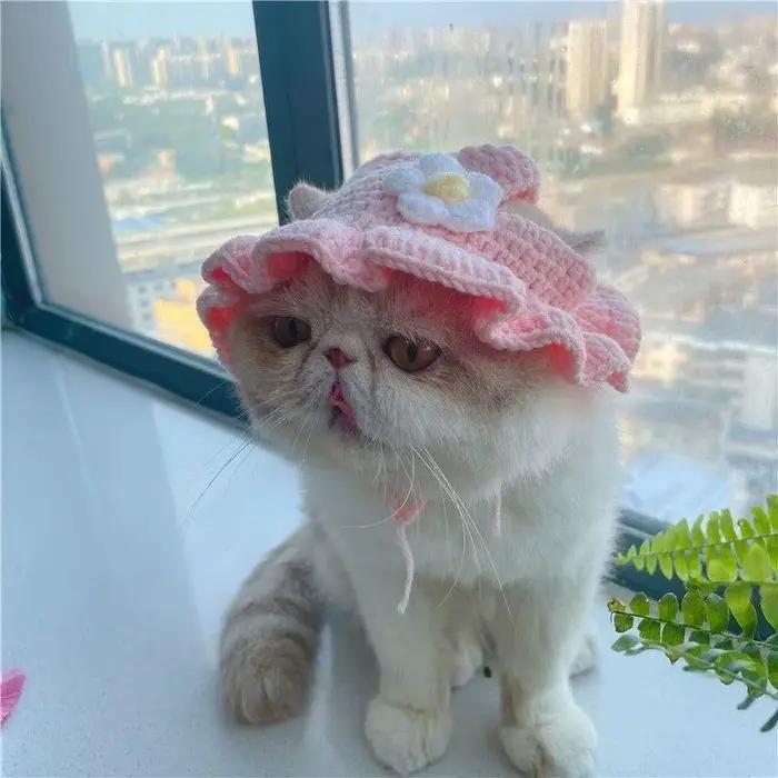 Chapeau de chat élastique mignon avec un peu de chaleur, couvre-tête drôle, accessoires de séance ph