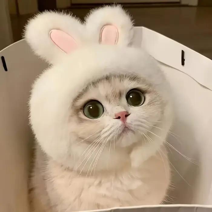 Chapeau de chat oreilles de lapin, Costume sur le thème des animaux de compagnie, ensemble de tissu