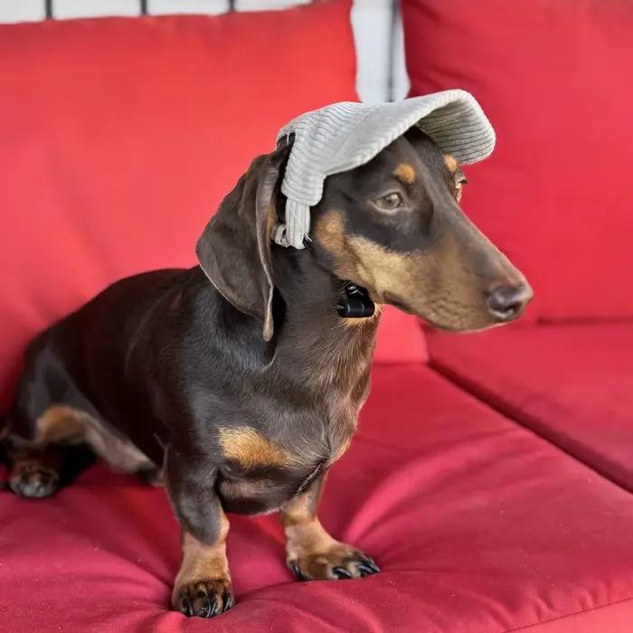 Casquette de Baseball pour chien