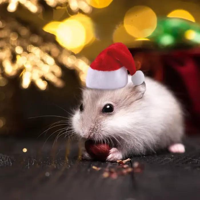 Chapeau de Hamster, chapeau de noël pour Rat taupe