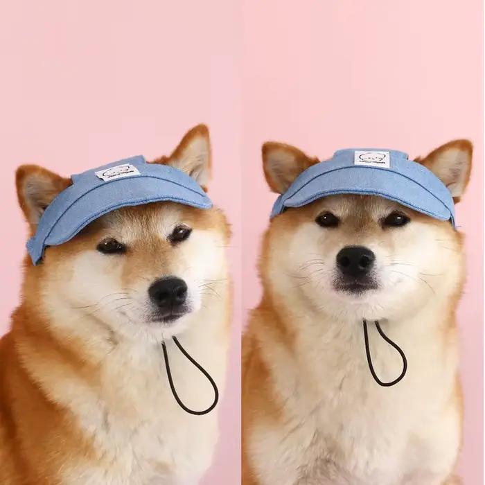 Casquette pour chien avec trous pour les oreilles