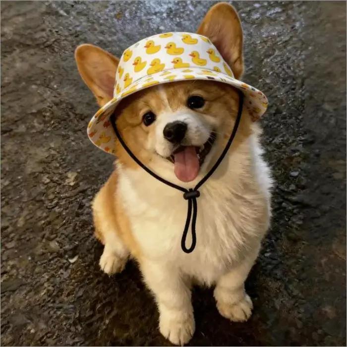 Chapeau de soleil pour chien
