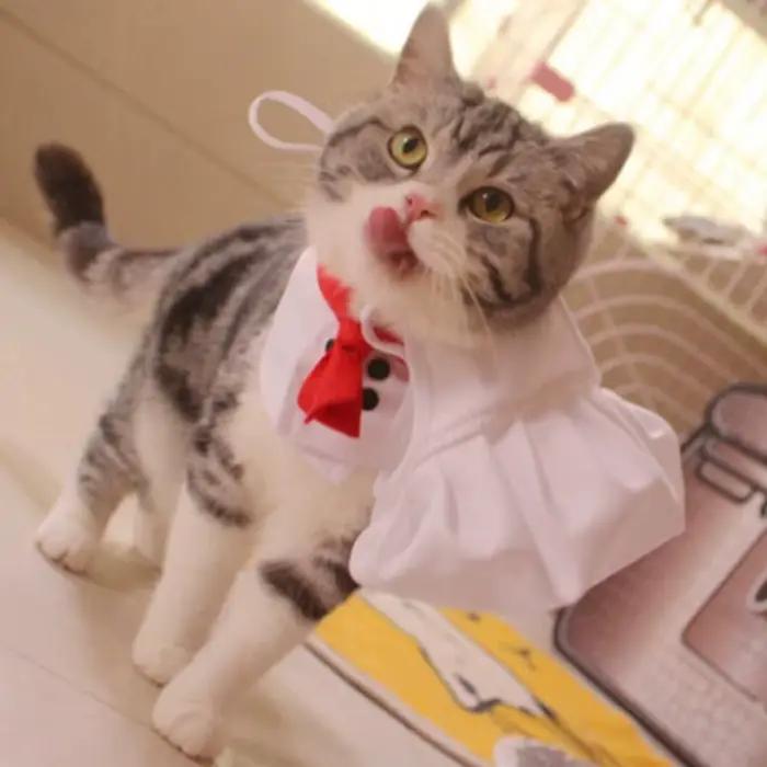 Chapeaux de chef pour chats et chiens accessoires de mode et cosplay pour animaux de compagnie polyester solides et résistants occassions spéciales et quotidienne